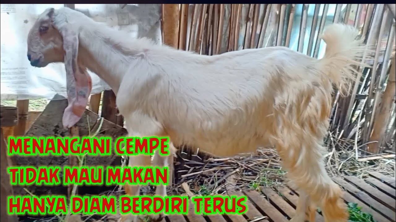 Cara mengobati kambing cempe sakit