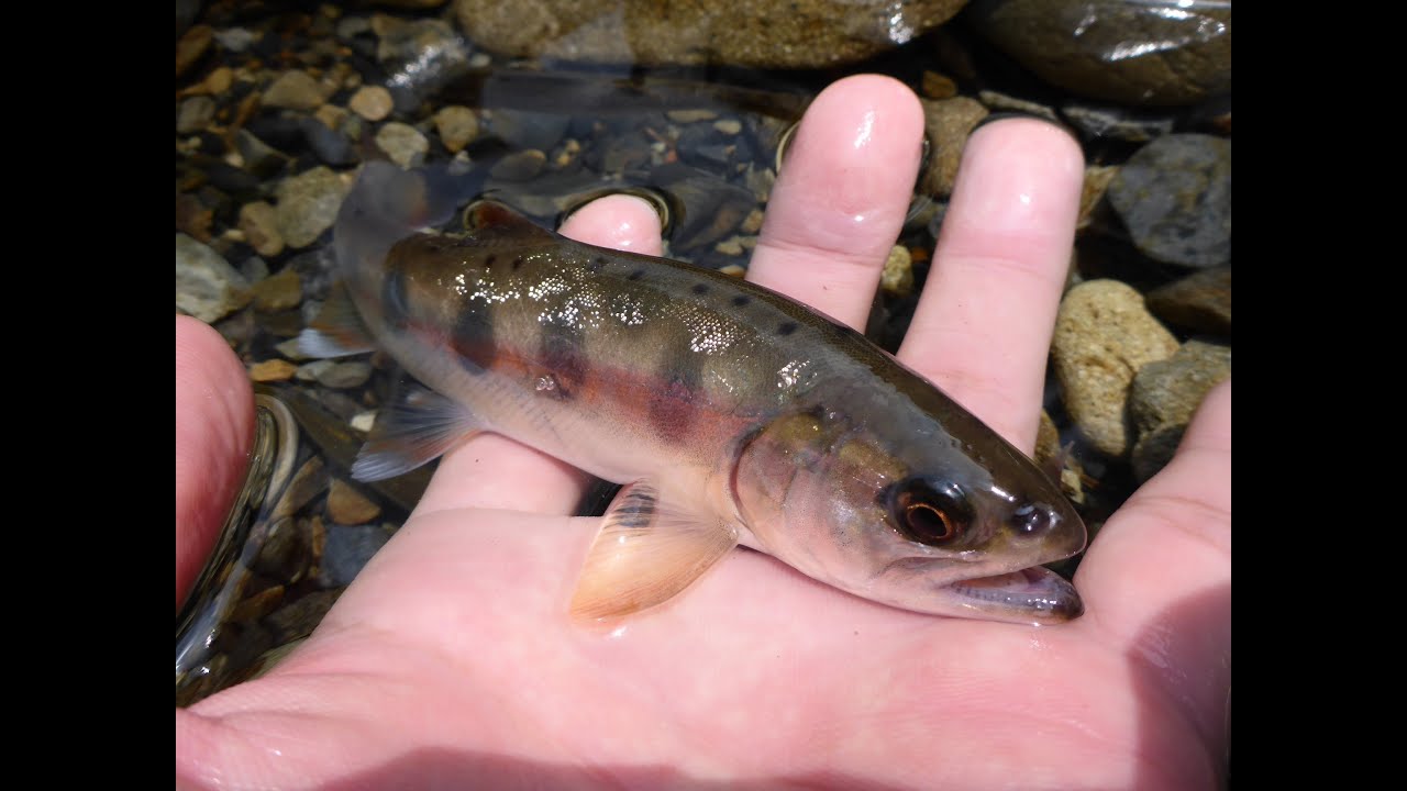 ミミズでヤマメ釣り オイカワくんのブログ