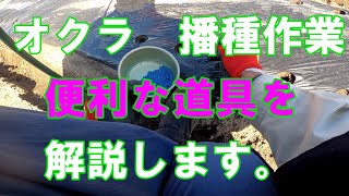 オクラ　播種作業　トンネル栽培　鹿児島県指宿市