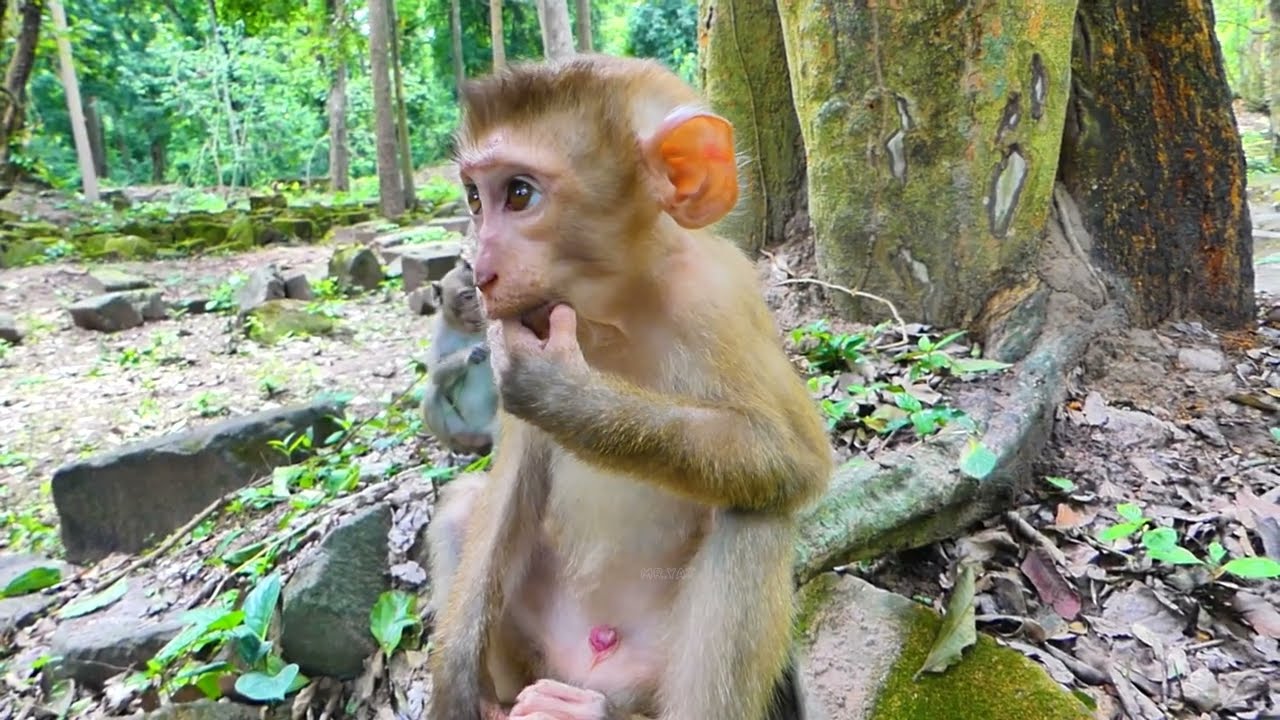 Poor Mila the monkey, cried after Kenzo bit her, and baby Lily tried to comfort & he was very sad.🐒