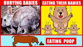 Why Animals Eat Their Babies and 5 More Strange Animal Behaviors Explained