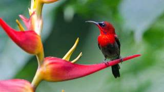 Bird Songs sound effects, Nature Sounds Relaxing Nature: Forest Bird Sounds, sound effect