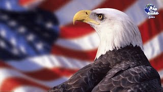 العقاب الأصلع | رمز امريكا واشهر طائر فى العالم
