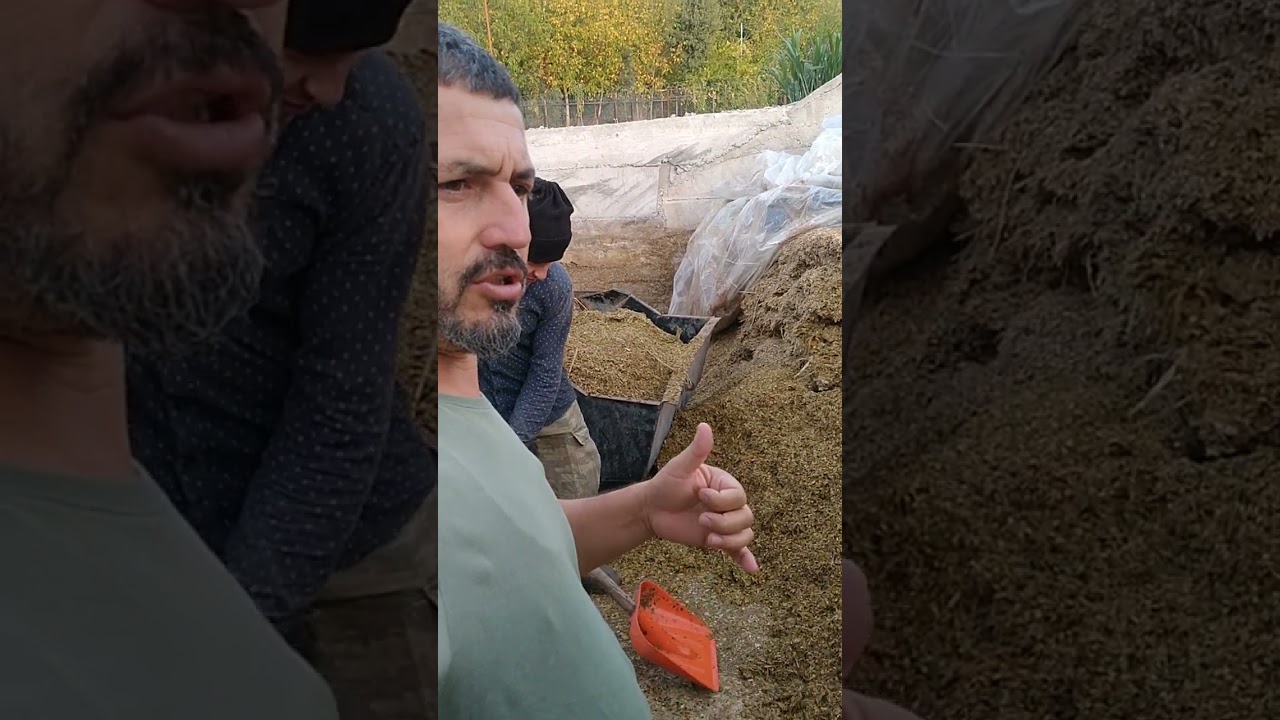 MARALFALFA sılajı yem karma devam10 Ekim 2024