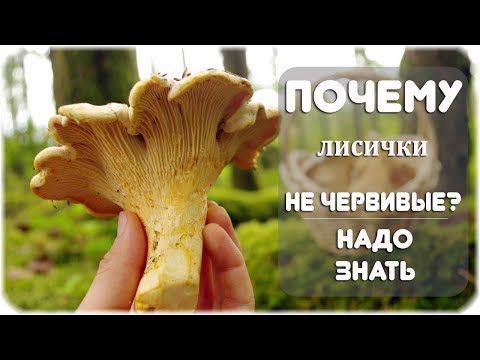 Почему лисички не бывают червивыми?