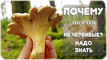 Почему лисички не бывают червивыми?