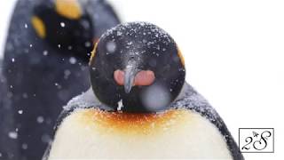 北海道旭山動物園企鵝巡遊Hokkaido Asahiyama Zoo Penguin ...