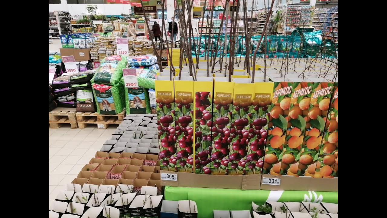 Садовод нижний новгород. Ашан саженцы. Саженцы роз в магазине грядка. Ашан рассада. Розы ашан.