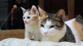 Calico Mother Cat. Calico Baby Cat