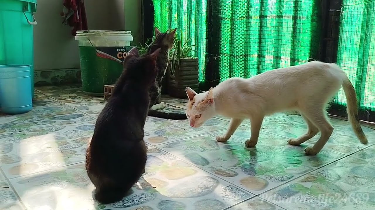 The Cats Are Enjoying A Peaceful Morning At The Home-Based Rescue Shelter