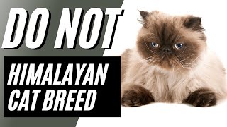 7 Reasons You Should NOT Get a Himalayan Cat