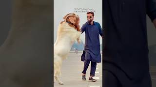 Godzilla 2 Full Blood African Boer at Al Shaikh Goat Resort Mahapoli