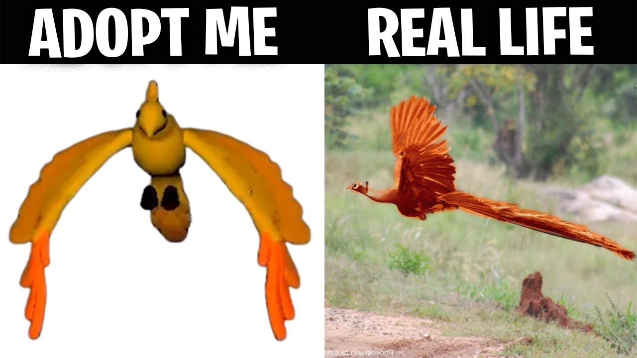 ADOPT ME VS REAL LIFE! Phoenix in Real Life! AdoptMe Mythical Egg Pets vs  REAL LIFE! - YouTube