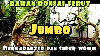 BAHAN BONSAI SERUT UNIK DAN BERKARAKTER || REVIEW BAHAN BONSAI MAS EKO HASIL DONGKEL