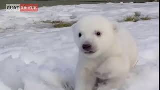 oso polar bebe recien nacido