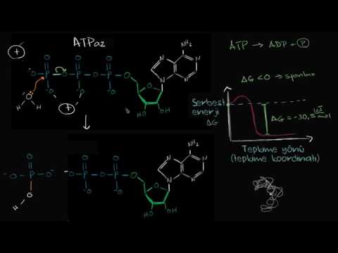 ATP’nin Hidroliz Mekanizması