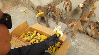 wild monkey are line to eat banana || monkey eat banana