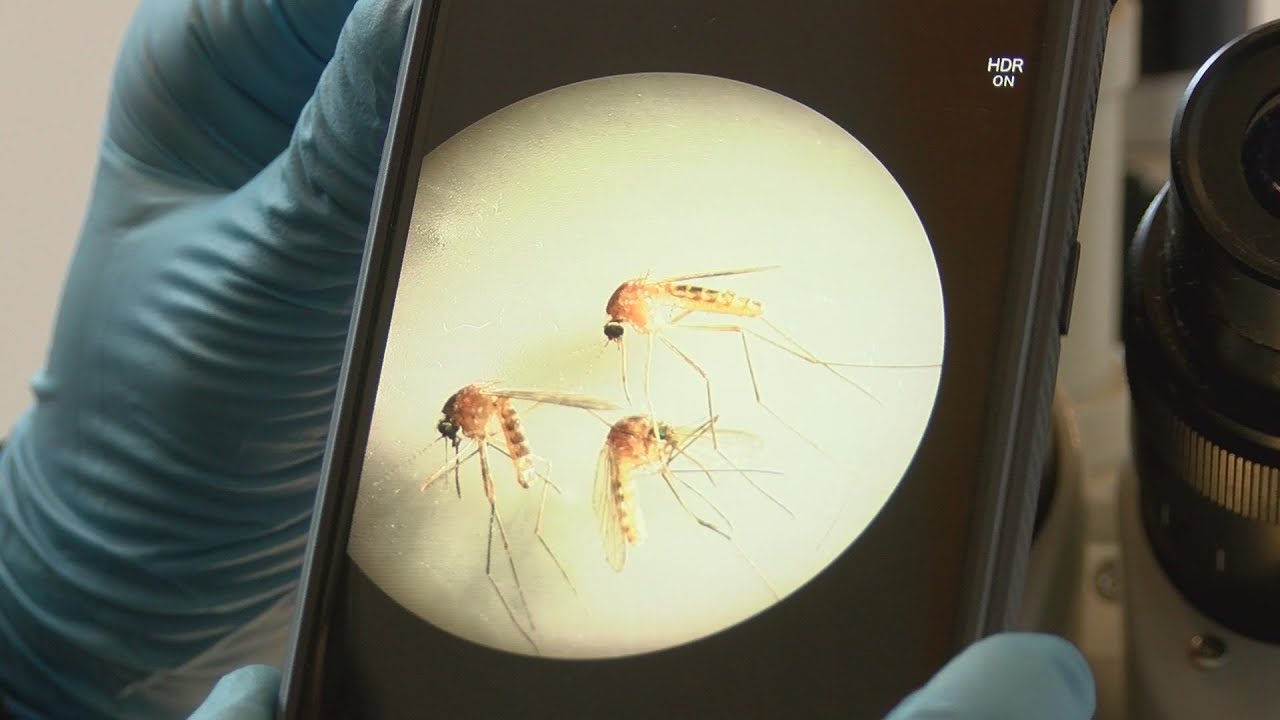 Mosquito sampling underway, tests come back positive for West Nile Virus in Visalia