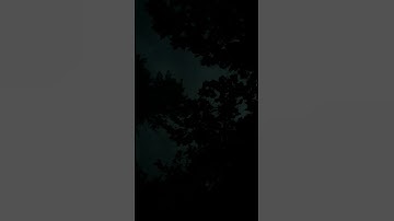 Fireflies! | Firefly Night | Summer Vibes #slay #short #fireflies #firefly