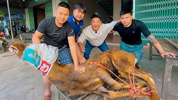 SAPA TV | THỊT NGUYÊN CON HƯƠU TRONG LÚC ĐỢI NGỰA LÀM THẮNG CỐ CHO LỄ HỘI TRÁI CÂY BẮC NINH 2025