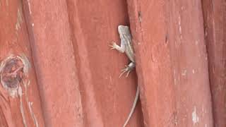 Desert Lizard Southwest New Mexico