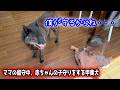ママの帰宅を待ち侘びながら1歳児の世話をする甲斐犬一休が尊い【再会】