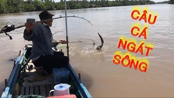 Câu Cá Ngát Sông Lớn _ Điểm Câu Mới ( do sạt lỡ bờ sông ) Nầy Quá Nhiều Cá | Săn Bắt Ba Vát | #80