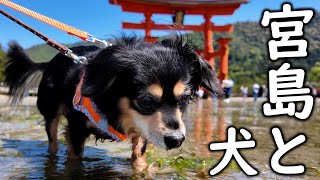 世界遺産の前で日本一贅沢な水遊びをする犬