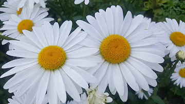 Ромашка ( нивяник ) Leucanthemum  Alaska . ( Matricaria ) .
