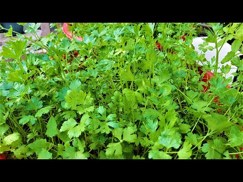 How to grow Italian Parsley from Seed