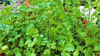 How to grow Italian Parsley from Seed