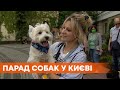 День Киева 2021: Подолом прошелся парад собак