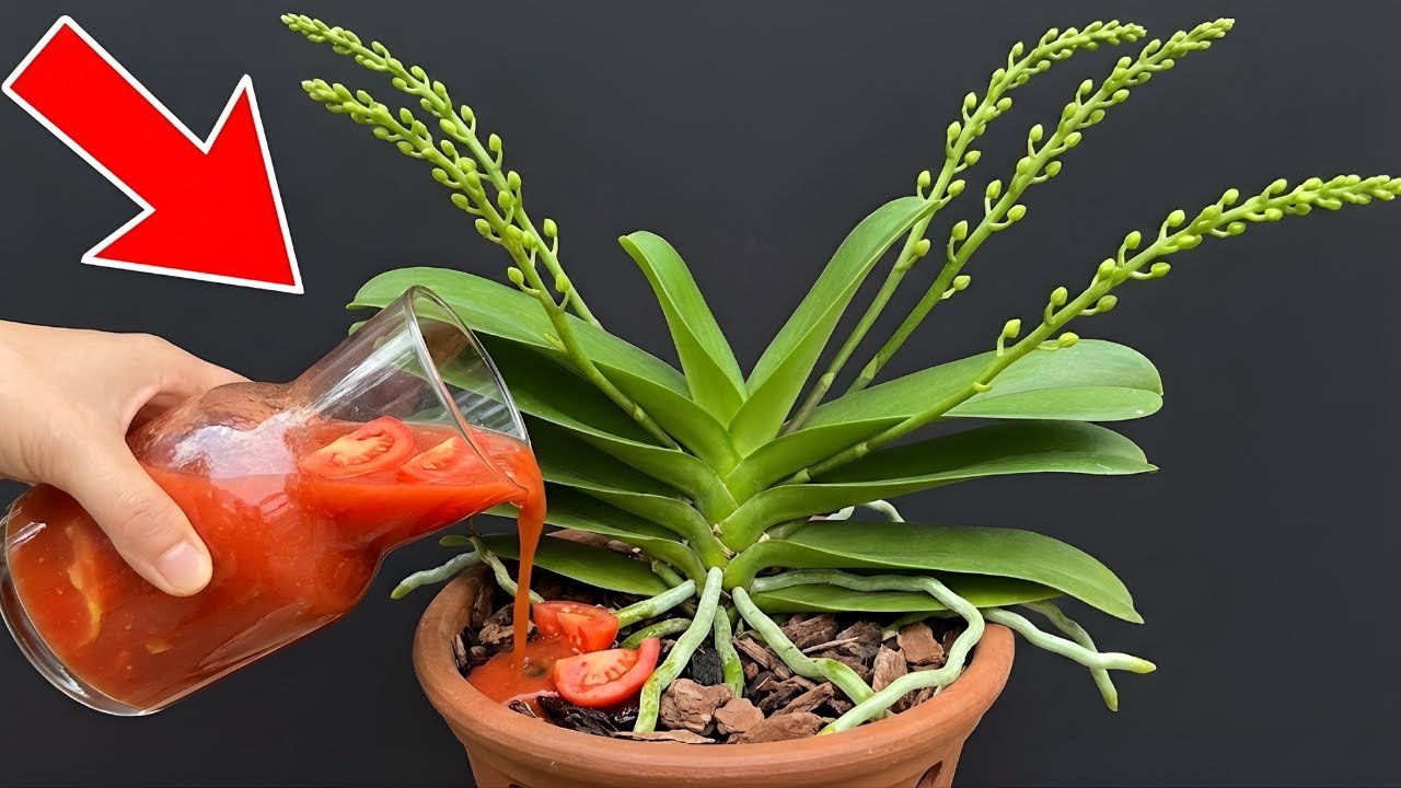 Just sprinkle this on top! Orchids that wouldn’t bloom suddenly flower again