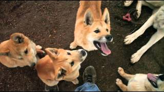 Dingo Pups 2013