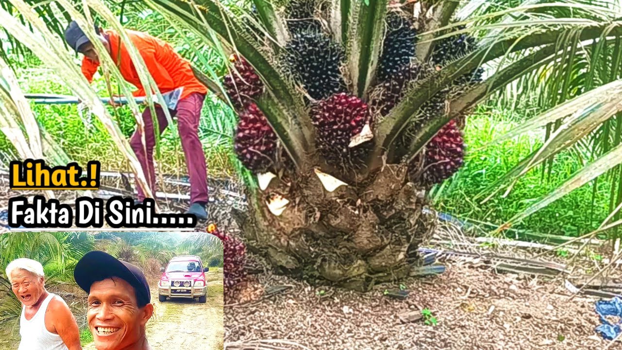 Panen Sawit Tidak Songgo Selalu Di permasalahkan Bagi Warga Negara Sebelah‼️Justru Disini Salah