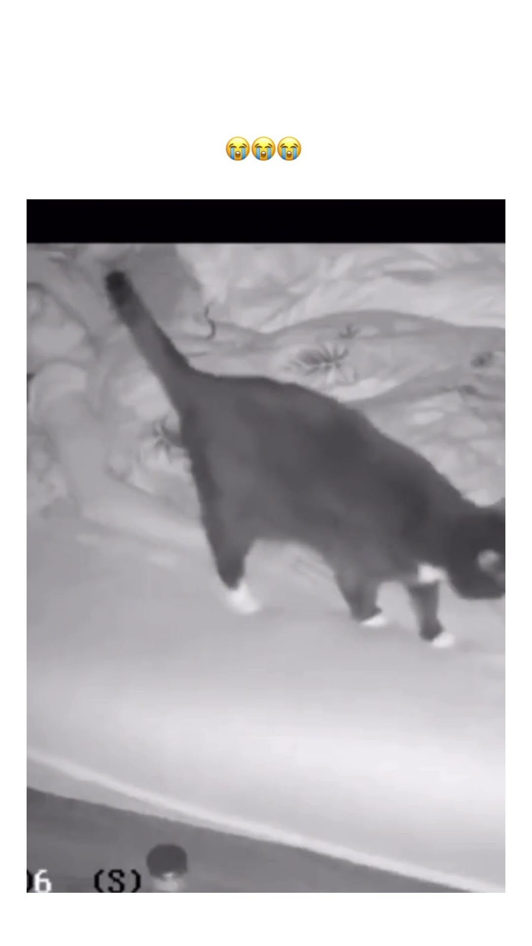 When Kittyo doesn’t wanna go to sleep that prvnci on