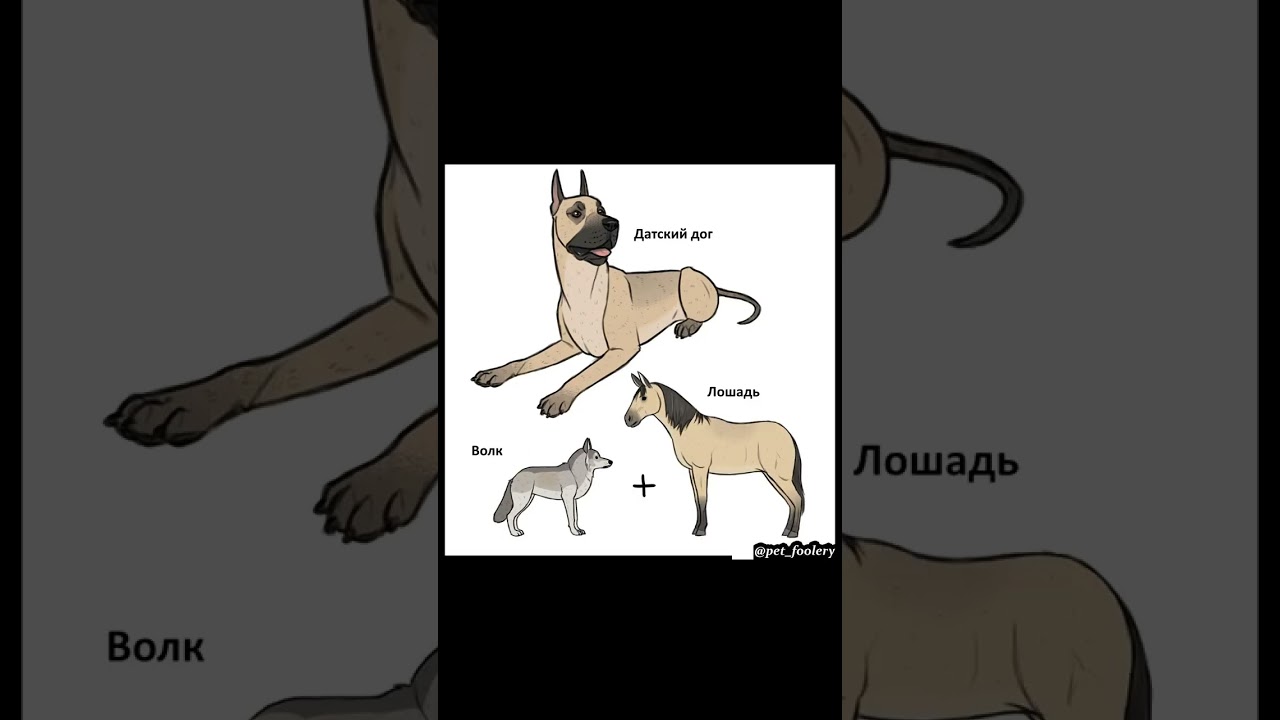 Комикс: Породы собак