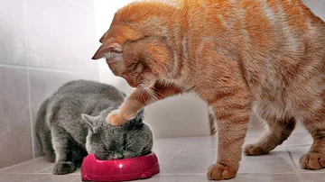 猫 笑える 画像 تحميل Download Mp4 Mp3 猫 笑える 画像 تحميل Download Mp4 Mp3