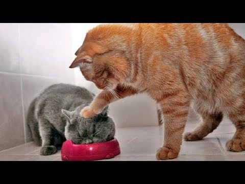 かわいい猫 笑わないようにしようとしてください 最も面白い猫の映画 266 Youtube