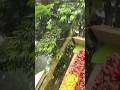 Stylish Entry gate Decoration on Wedding #shorts #ytshorts #viral #shortsfeed #youtube #shortvideo