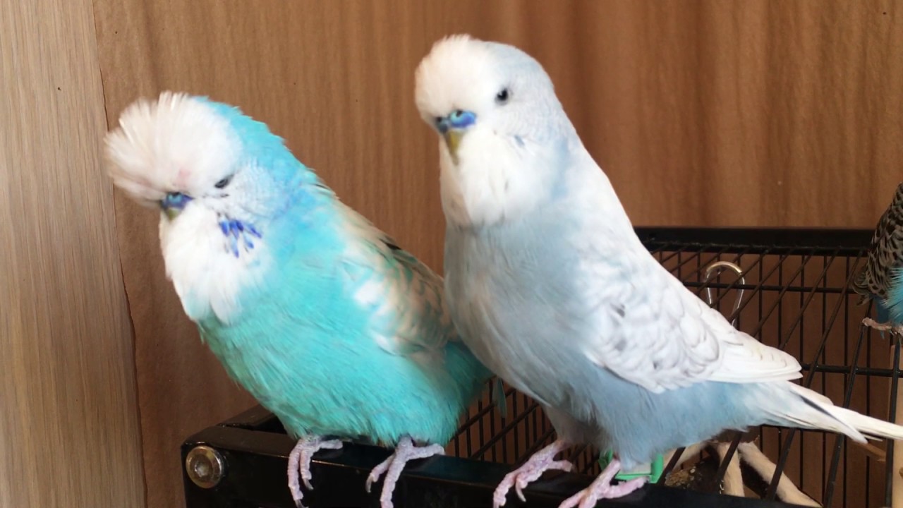 My Budgies and Cockatiels outside TOGETHER !! YouTube