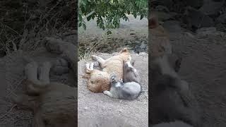 Cute & Relaxing Puppies with Mom | Funny & Adorable Short