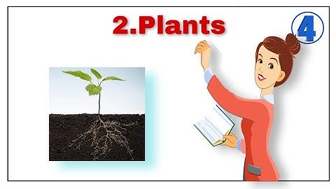 PLANTS I CHAPTER 2 CLASS 4 SCIENCE I IN HINDI AND ENGLISH