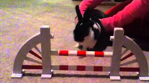 How To Teach Your Bunny To Jump