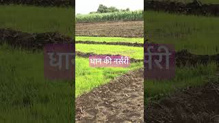 Dhan ki nursery #dhan #nursary #kheti #farmer