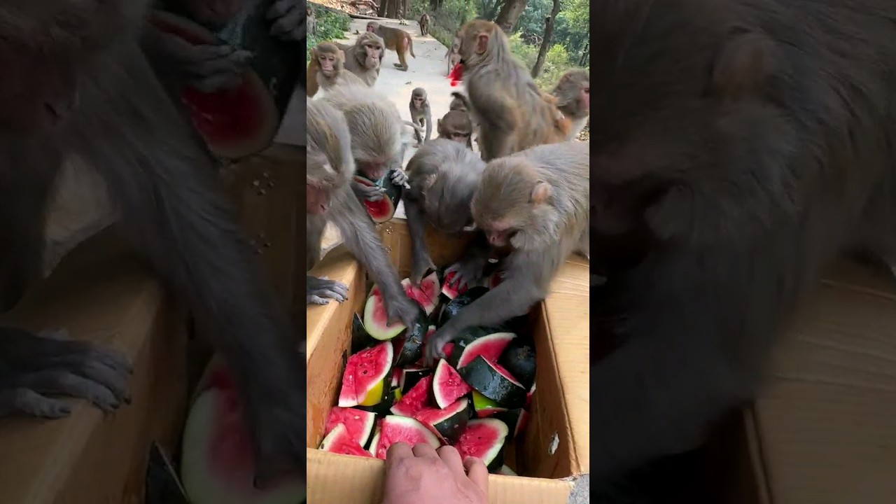 Monkeys enjoy eating fresh watermelon || FEEDING ANIMAL