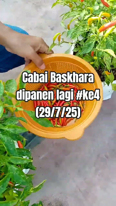 Cabai Bhaskara dipanen lagi #ke4#tanamcabai#berkebun#gardening#cabaisubur#cabailebat#urbanfarming