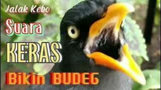 Bikin BUDEG Suara keras dan Mewah || Masteran Dan Pancingan Jalak kebo