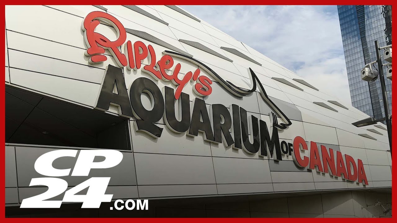 Toronto Public Health warn of measles exposure at Ripley’s Aquarium ...