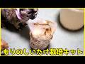もりのしいたけ栽培キットを猫たちと準備する